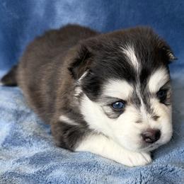 Poppy - Black and white male Pomsky puppy in Winchendon, Massachusetts from Mountain View Pomskies