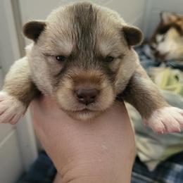 Ember - Brown and white female Siberian Husky puppy in Swansea, Illinois from Husky B's