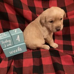 Hopper-Blue collar - Yellow male Labrador Retriever puppy in New London, Ohio from C&R Prestige Labrador Retrievers