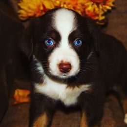 Australian Shepherd Puppies from Peacock’s Pride Australian Shepherds