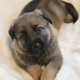 German Shepherd Puppies from Krafthaus German Shepherds