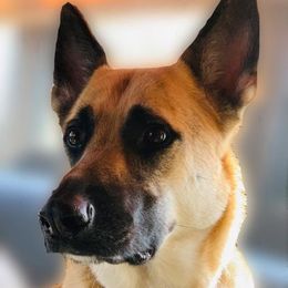 Dachshunds, German Shepherds, and Poodles from K2D2 Farm