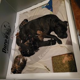 Cane Corso Puppies from Overwatch Kennels