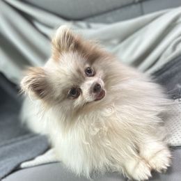 Lyrik - Pomeranian