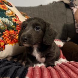 Eros Full AKC Boy 1 - Gray (blue) male Dachshund puppy in Erie, Michigan from Champagne’s Grinch Toe’d Dachshunds
