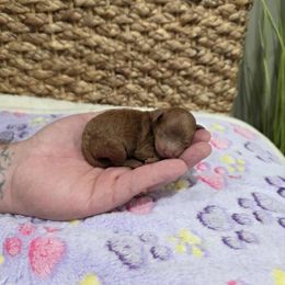 Raya (CKC) - Red  female Poodle puppy in Rainbow City, Alabama from Spinks Poodles