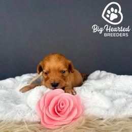 Robin - Red  female Goldendoodle puppy in Utah County, Utah from Big Hearted Breeders