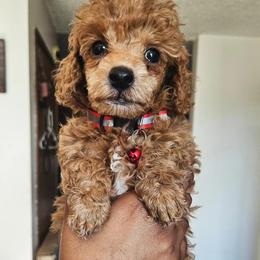Poodle Puppies from Seattle Sankofa Kennel Club