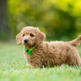 Goldendoodle and Poodle Puppies from Shadow Ridge Doodles