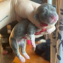 Prada - Blue female Pembroke Welsh Corgi puppy in East Oakdale, California from Rhettro Kennels