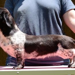 Dachshund puppies from Tinker Toy Doxies