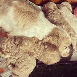 Cockapoo puppies from Bluegrass Doodle Buddies