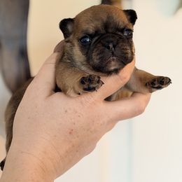 Puppy Boy 3 - Fawn male French Bulldog puppy in Washington, Pennsylvania from Crooked Pine French Bulldogs