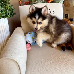Scout - Tri-color male Pomsky puppy in Cave Creek, Arizona from Arizona Luxury Pomskies