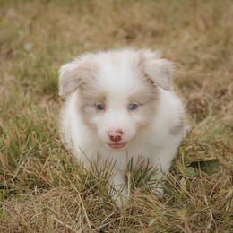 Border Collie Puppies from Effervescent Border Collies