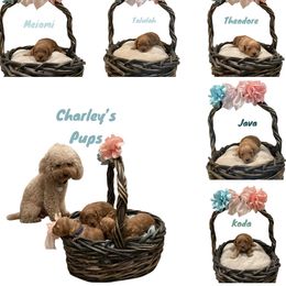 Cockapoo Puppies from Martin's Cockapoos