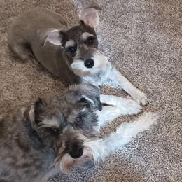 Izzy (Isabella) - Miniature Schnauzer puppy in Chattaroy, Washington from Twisted Pines Mini Schnauzers