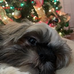 Shih Tzus from Rocky Ridge Kennels