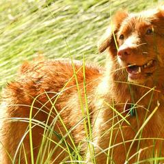 Nova Scotia Duck Tolling Retrievers from Saranac Tollers