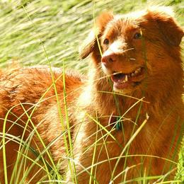 Nova Scotia Duck Tolling Retrievers from Saranac Tollers
