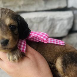 Dachshunds from Davidson's Dachshunds