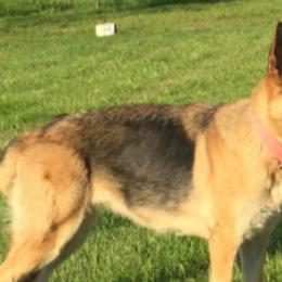 German Shepherds from Liberty Acres Farm