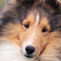 Shetland Sheepdogs from Trio Shelties