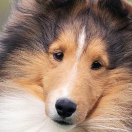 Shetland Sheepdogs from Trio Shelties