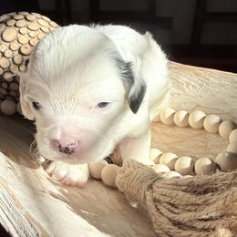 Boy 2 - White male Cavapoo puppy in Bloomfield, Iowa from Schooley Doodles
