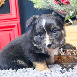 Oak - Black tri male Toy Australian Shepherd puppy in Granbury, Texas from Best Little Aussies