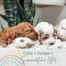 Goldendoodle puppies from Peninsula Doodles