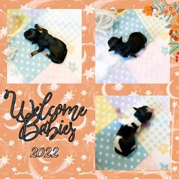 Havanese puppies from Lady of the Lake Havanese