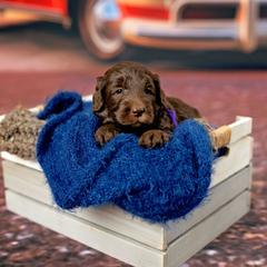 Abby - Parchment female Australian Cobberdog puppy in Sarasota, Florida from Labe's Australian Cobberdogs
