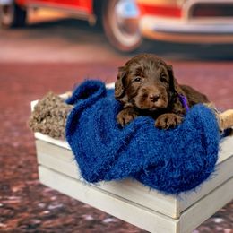 Abby - Parchment female Australian Cobberdog puppy in Sarasota, Florida from Labe's Australian Cobberdogs