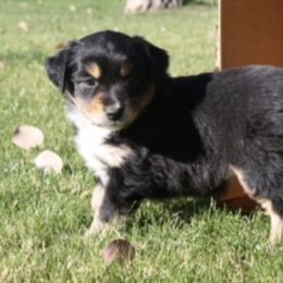 Miniature American Shepherds from Skyview