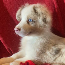 Kaci - Red merle Miniature Australian Shepherd puppy in Granbury, Texas from Jubilee Acres