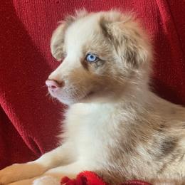 Kaci - Red merle Miniature Australian Shepherd puppy in Granbury, Texas from Jubilee Acres