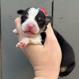 Baron - Black and tan male Pembroke Welsh Corgi puppy in East Oakdale, California from Rhettro Kennels
