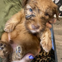 Soft Coated Wheaten Terrier Puppies from Timberlane