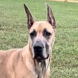 Santina - Great Dane