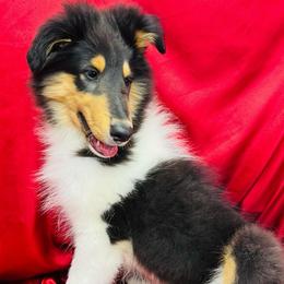Roy - Black white and tan male Collie puppy in Groveland, Florida from Palmhaven Collies