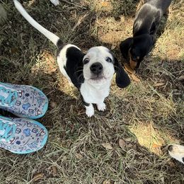 Dachshund Puppies from Matalik’s Mini’s