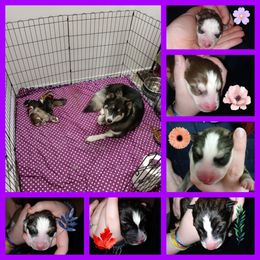 Siberian Husky Puppies from Spalla Pups