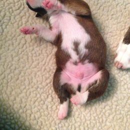 Boxer Puppies from Quinney’s Boxers