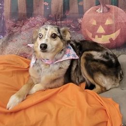 Delta - Miniature Australian Shepherd