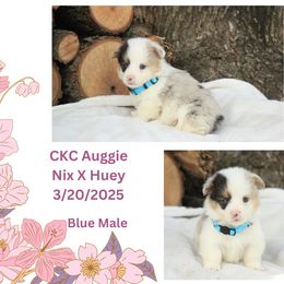 Boy 2 - Blue merle and white American Corgi puppy in Campbellsburg, Indiana from Kates Corgis