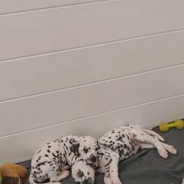 Dalmatian Puppies from Buckeye Dalmatians