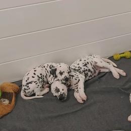 Dalmatian Puppies from Buckeye Dalmatians