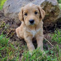 Girl 2 - Apricot female Australian Labradoodle puppy in Harrisonburg, Virginia from Crown Doodles