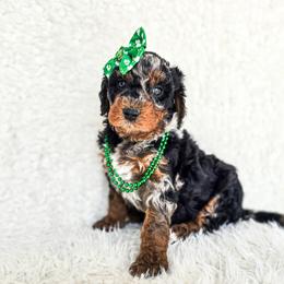 Luna - Merle female Bernedoodle puppy in Gaylord, Michigan from Dog Mom Co. Doodles